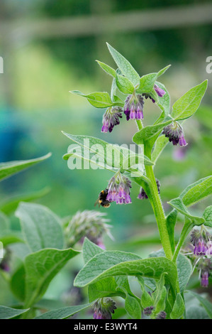 Comfrey growing on allotment  with bee on flower Stock Photo