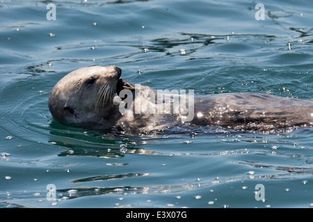 California Sea Otter (Enhydra lutris), eating shellfish off of its belly, Monterey, California, Pacific Ocean Stock Photo
