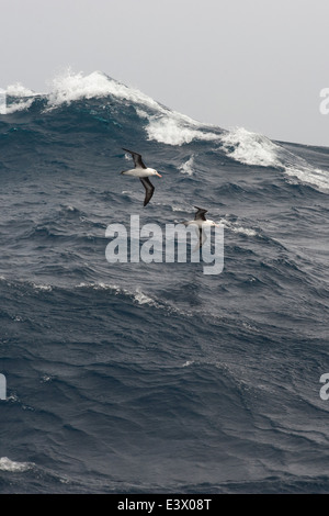 A pair of Black browed Albatross, Thalassarche melanophrys, gliding over large waves, Drake Passage, Southern Ocean Stock Photo