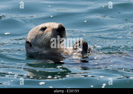 California Sea Otter (Enhydra lutris), eating shellfish off of its belly, Monterey, California, Pacific Ocean Stock Photo