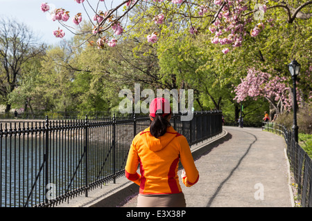 Runner on The Reservoir Jogging Path, Central Park, NYC, USA Stock Photo