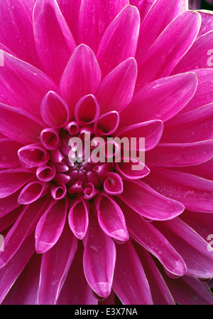 Dahlia blossom, Manito Park, Spokane, Washington Stock Photo