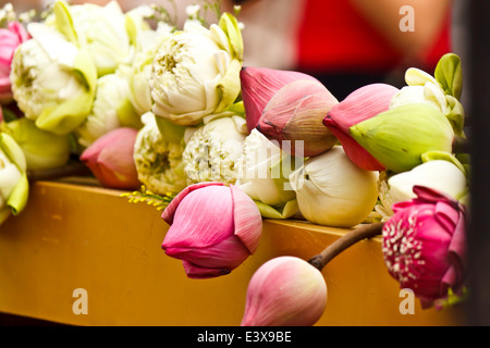 beauty of lotus Stock Photo