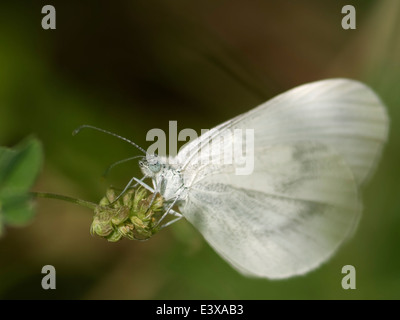 Horizontal portrait of wood white, Leptidea sinapis. Female feeding on a flower. Stock Photo