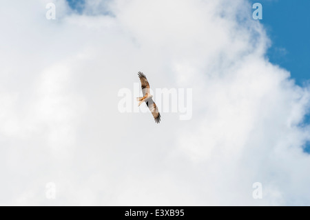 Black kite, Milvus migrans, in flight. Stock Photo