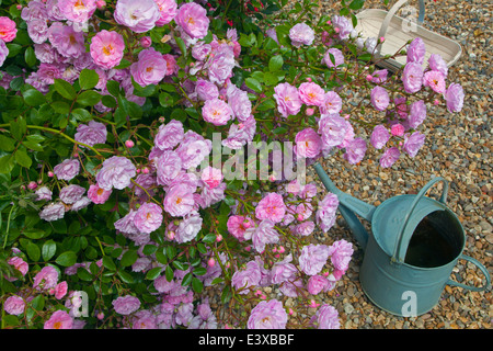 Pink Climbing roses and Pink Geraniums UK June Stock Photo