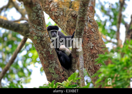 Angolan Colobus or Angola Colobus (Colobus angolensis), female with young, resting on a tree, native to Africa, Singapore Stock Photo