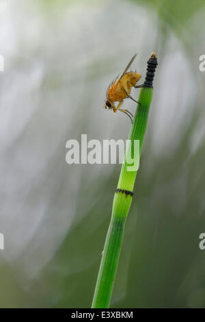 Water Horsetail (Equisetum fluviatile) with Yellow Dung Fly (Scatophaga stercoraria), Emsland, Lower Saxony, Germany Stock Photo