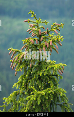 Common spruce (Picea abies), young cones, Lower Saxony, Germany Stock Photo