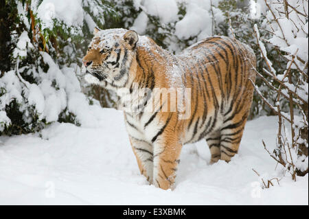 Siberian Tiger or Amur Tiger (Panthera tigris altaica), standing in snow, captive, Saxony, Germany Stock Photo