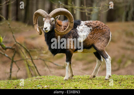 European Mouflon (Ovis ammon musimon), ram, captive, Saxony, Germany Stock Photo