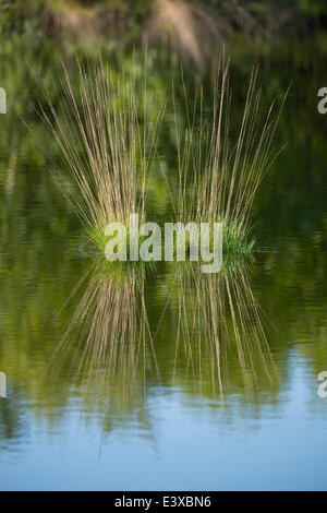 Purple Moor Grass (Molinia caerulea), Goldenstedter Moor Nature Reserve, Lower Saxony, Germany Stock Photo