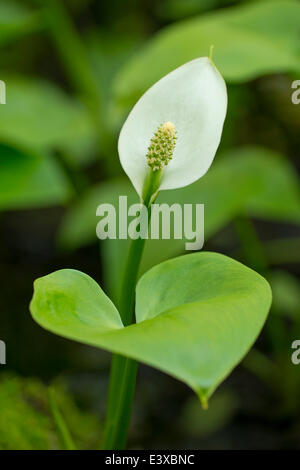 Bog Arum (Calla palustris), flower, Lower Saxony, Germany Stock Photo