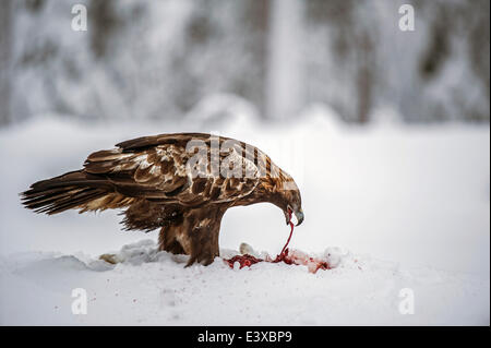 Golden Eagle (Aquila chrysaetos) feeding, Kuusamo, Finland Stock Photo