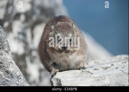 Rock Hyrax or Dassi (Procavia capensis), Table Mountain, Western Cape, South Africa Stock Photo