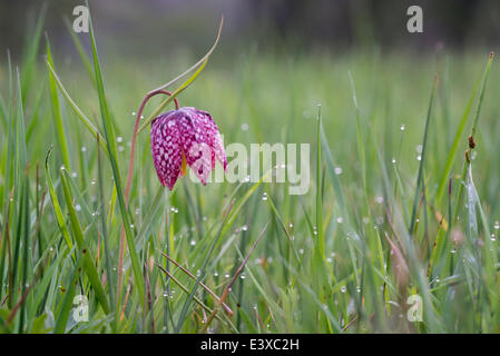 Snake's Head Fritillary or Chess Flower (Fritillaria meleagris), North Hesse, Hesse, Germany Stock Photo