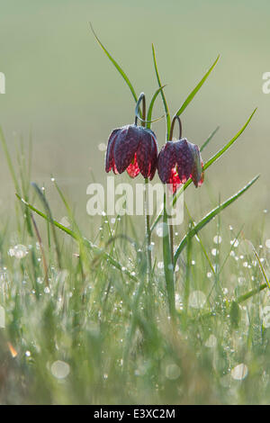 Snake's Head Fritillary or Chess Flower (Fritillaria meleagris), North Hesse, Hesse, Germany Stock Photo