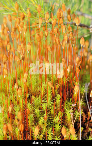 Common Hair Cap Moss, also Great Goldilocks (Polytrichum commune) with spores, Bavaria, Germany Stock Photo