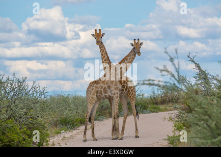 Two giraffes in the bush crossing necks in the middle of the road Stock Photo