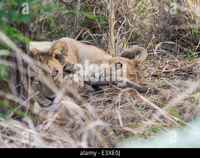 Lion cub lying on it's side, playing with a stick. His brother looking Stock Photo