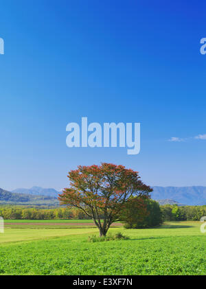 Cherry blossoms Stock Photo
