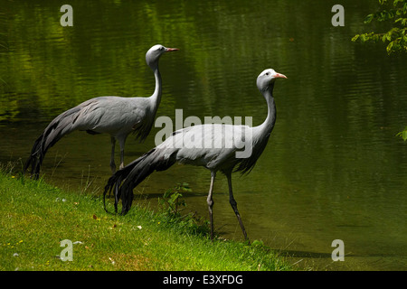 Blue Cranes (Anthropoides paradisea) at waters edge, Hellabrunn Zoo, Munich, Upper Bavaria, Germany, Europe. Stock Photo