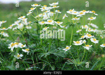 Anemone flowers Stock Photo