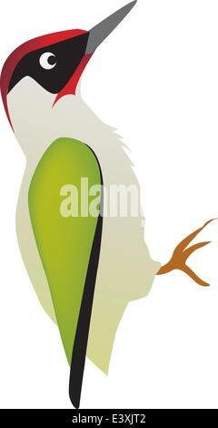 illustration of a woodpecker bird on a white background Stock Vector