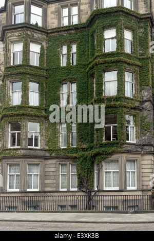 Ivy growing on the exterior of a house in Rothesay Terrace, Edinburgh New Town Stock Photo