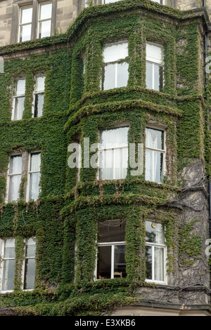 Ivy growing on the exterior of a house in Rothesay Terrace, Edinburgh New Town Stock Photo