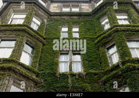 Ivy growing on the exterior of a house in Rothesay Terrace, Edinburgh New Town Stock Photo