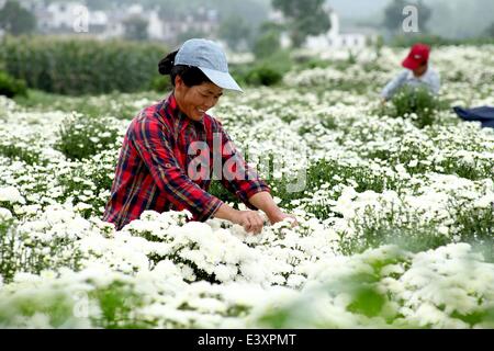 Huangshan, China's Anhui Province. 1st July, 2014. A farmer picks chrysanthemum flowers in Yanpu Village of Xiuning County, east China's Anhui Province, July 1, 2014. Chrysanthemums have contributed to the growing incomes of farmers in Xiuning County, where nearly 90,000 farmers are involved in the industry. Credit:  Huang Junjun/Xinhua/Alamy Live News Stock Photo