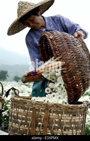 Huangshan, China's Anhui Province. 1st July, 2014. A farmer collects harvested chrysanthemum flowers in Yanpu Village of Xiuning County, east China's Anhui Province, July 1, 2014. Chrysanthemums have contributed to the growing incomes of farmers in Xiuning County, where nearly 90,000 farmers are involved in the industry. Credit:  Huang Junjun/Xinhua/Alamy Live News Stock Photo