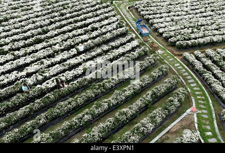 Huangshan, China's Anhui Province. 1st July, 2014. Farmers pick chrysanthemum flowers in Yanpu Village of Xiuning County, east China's Anhui Province, July 1, 2014. Chrysanthemums have contributed to the growing incomes of farmers in Xiuning County, where nearly 90,000 farmers are involved in the industry. Credit:  Huang Junjun/Xinhua/Alamy Live News Stock Photo