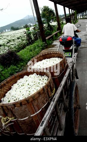 Huangshan, China's Anhui Province. 1st July, 2014. A farmer transfers harvested chrysanthemum flowers in Yanpu Village of Xiuning County, east China's Anhui Province, July 1, 2014. Chrysanthemums have contributed to the growing incomes of farmers in Xiuning County, where nearly 90,000 farmers are involved in the industry. Credit:  Huang Junjun/Xinhua/Alamy Live News Stock Photo