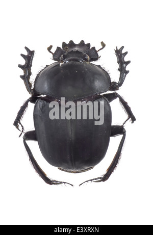 Coleoptera; Scarabaeidae; Scarabaeus sacer; Linnaeus 1758; Dung beetle; Stock Photo