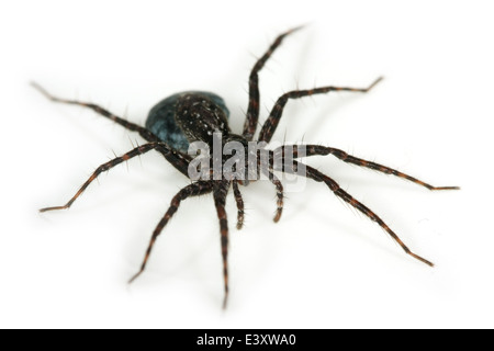 Female wolf spider, family Lycosidae, carrying an egg sac. Possibly an Acantholycosa lignaria spider. Stock Photo