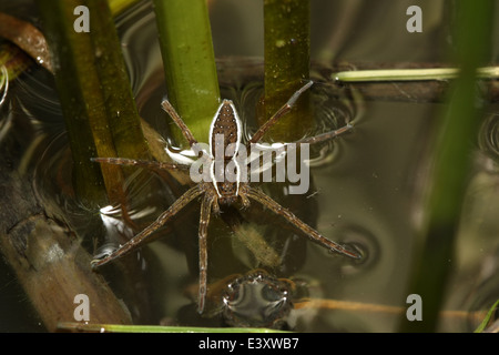 Fen Raft spider (Dolomedes plantarius), part of the family Pisauridae - Nursery web spiders. Stock Photo
