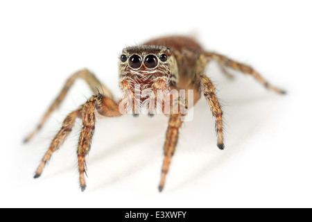 Female Evarcha falcata spider, part of the family Salticidae -  Jumping spiders. Head-on view Stock Photo