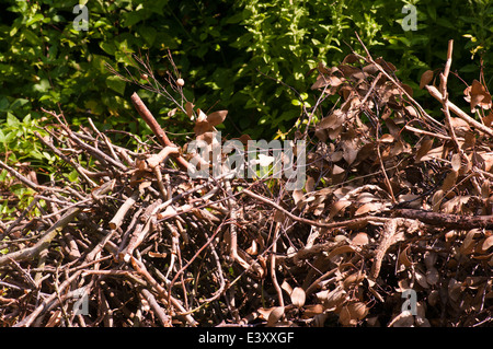 Pile Of Twigs Images – Browse 32,770 Stock Photos, Vectors, and