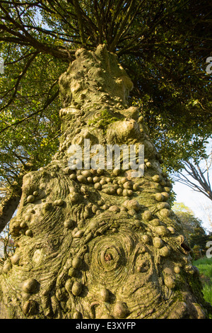 Knobbly growths on a Holly tree trunk in Holehird Gardens, Windermere, Cumbria, UK. Stock Photo