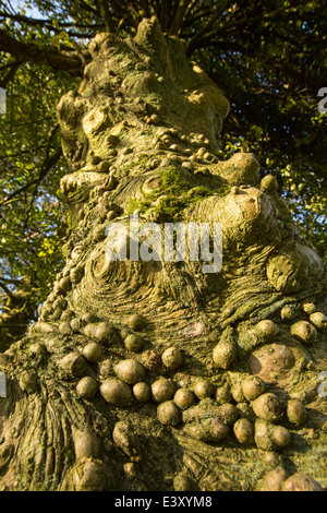 Knobbly growths on a Holly tree trunk in Holehird Gardens, Windermere, Cumbria, UK. Stock Photo