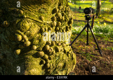 Knobbly growths on a Holly tree trunk in Holehird Gardens, Windermere, Cumbria, UK, with a camera in the background. Stock Photo