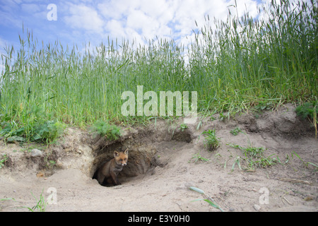 Wide angle shot of Red Fox kit standing curiously at the den. Stock Photo