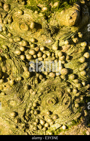 Knobbly growths on a Holly tree trunk in Holehird Gardens, Windermere, Cumbria, UK. Stock Photo