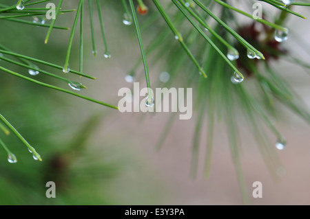 Raindrops on pine tree needles abstract nature background. Stock Photo