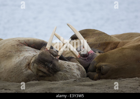 Group of walrus (Odobenus rosmarus) sleeping at a haulout on the beach at Prins Karls Forland, off Spitsbergen, Svalbard Archipelago, Norway Stock Photo