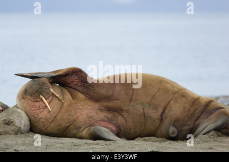 Walrus (Odobenus rosmarus) sleeping at a haulout on the beach at Prins Karls Forland, off Spitsbergen, Svalbard Archipelago, Norway Stock Photo