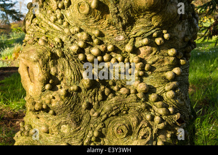 Knobbly growths on a Holly tree trunk in Holehird Gardens, Windermere, Cumbria, UK. Stock Photo