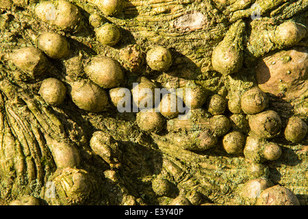 Knobbly growths on a Holly tree trunk in Holehird Gardens, Windermere, Cumbria, UK. Stock Photo